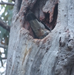 Callocephalon fimbriatum at Red Hill, ACT - 5 Feb 2021