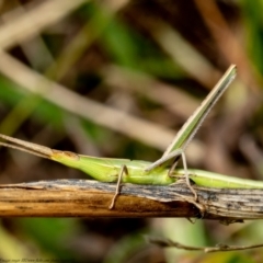 Acrida conica (Giant green slantface) at Molonglo River Reserve - 3 Feb 2021 by Roger