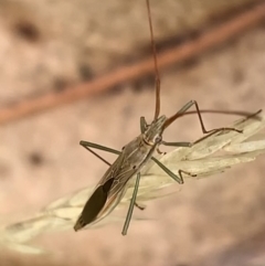 Mutusca brevicornis (A broad-headed bug) at Murrumbateman, NSW - 5 Feb 2021 by SimoneC