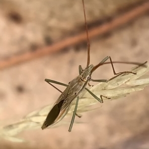 Mutusca brevicornis at Murrumbateman, NSW - 5 Feb 2021