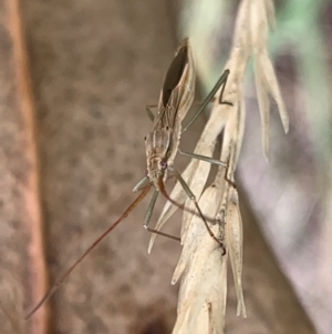 Mutusca brevicornis at Murrumbateman, NSW - 5 Feb 2021