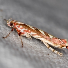 Macarostola undescribed species nr ida (A Leaf Miner (Gracillariidae)) at Melba, ACT - 20 Nov 2020 by Bron