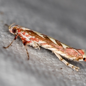 Macarostola undescribed species nr ida at Melba, ACT - 21 Nov 2020