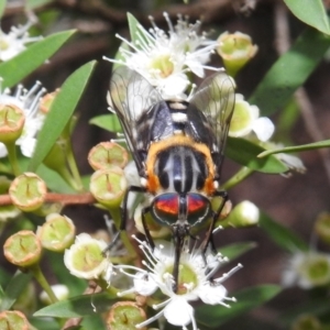 Scaptia (Scaptia) auriflua at Acton, ACT - 5 Feb 2021