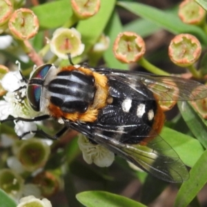 Scaptia (Scaptia) auriflua at Acton, ACT - 5 Feb 2021