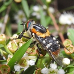 Scaptia (Scaptia) auriflua at Acton, ACT - 5 Feb 2021