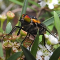 Scaptia (Scaptia) auriflua at Acton, ACT - 5 Feb 2021