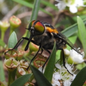 Scaptia (Scaptia) auriflua at Acton, ACT - 5 Feb 2021