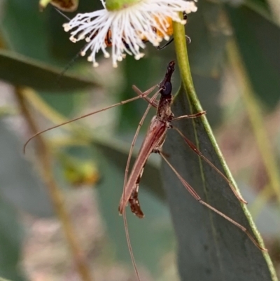 Rhinophthalmus nasutus (A Longhorn Beetle) at Murrumbateman, NSW - 5 Feb 2021 by SimoneC