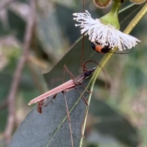 Rhinophthalmus nasutus at Murrumbateman, NSW - 5 Feb 2021