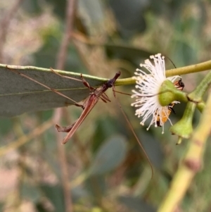 Rhinophthalmus nasutus at Murrumbateman, NSW - 5 Feb 2021