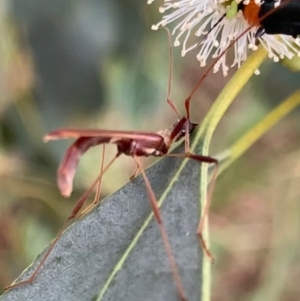 Rhinophthalmus nasutus at Murrumbateman, NSW - 5 Feb 2021