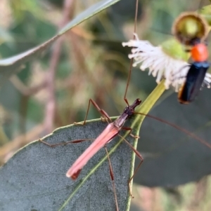 Rhinophthalmus nasutus at Murrumbateman, NSW - 5 Feb 2021