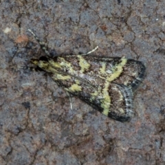 Scoparia spelaea (a Crambid moth) at Melba, ACT - 13 Jan 2021 by Bron