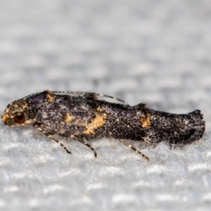 Leptozestis and Trachydora (genera) at Melba, ACT - 12 Jan 2021