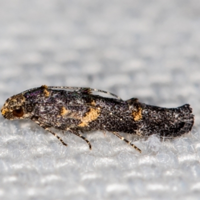 Leptozestis and Trachydora (genera) (A cosmet moth) at Melba, ACT - 12 Jan 2021 by Bron