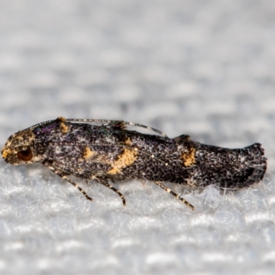 Epermeniidae (family) (Fringe tufted (Shark) moths) at Melba, ACT - 12 Jan 2021 by Bron