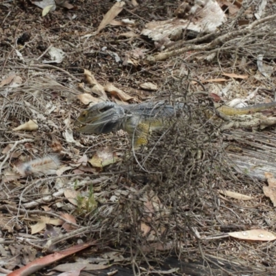 Pogona barbata (Eastern Bearded Dragon) at Watson, ACT - 5 Feb 2021 by TimL