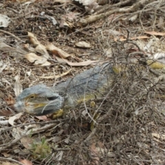 Pogona barbata at Watson, ACT - suppressed