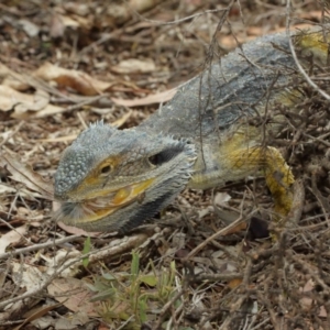 Pogona barbata at Watson, ACT - suppressed