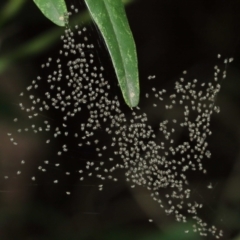 Araneidae (family) at Acton, ACT - suppressed