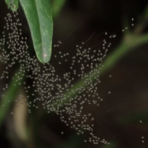 Araneidae (family) at Acton, ACT - 5 Feb 2021