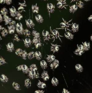 Araneidae (family) at Acton, ACT - suppressed