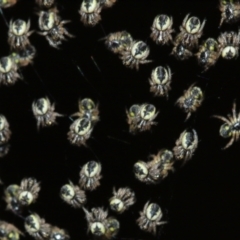 Araneidae (family) at Acton, ACT - suppressed