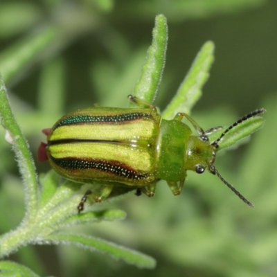 Calomela vittata (Acacia leaf beetle) at Watson, ACT - 5 Feb 2021 by TimL