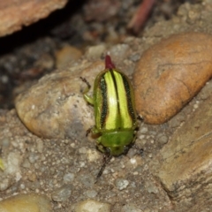 Calomela vittata at Watson, ACT - 5 Feb 2021 11:41 AM