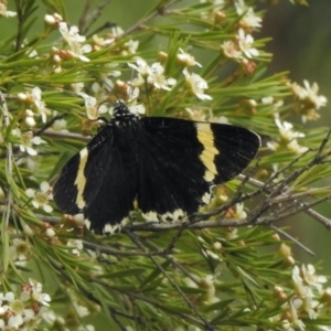 Eutrichopidia latinus at Aranda, ACT - 5 Feb 2021 12:17 PM