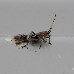 Poecilometis strigatus (Gum Tree Shield Bug) at Aranda, ACT - 5 Feb 2021 by KMcCue