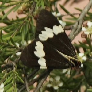 Nyctemera amicus at Aranda, ACT - 5 Feb 2021