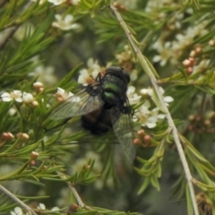 Rutilia (Chrysorutilia) sp. (genus & subgenus) (A Bristle Fly) at Aranda, ACT - 5 Feb 2021 by KMcCue