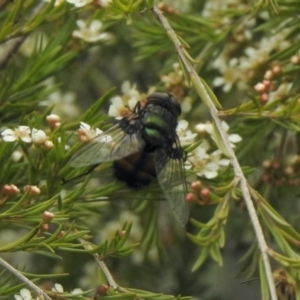 Rutilia (Chrysorutilia) sp. (genus & subgenus) at Aranda, ACT - 5 Feb 2021