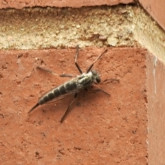 Cerdistus sp. (genus) (Slender Robber Fly) at Aranda, ACT - 5 Feb 2021 by KMcCue