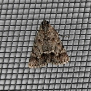 Spectrotrota fimbrialis at Aranda, ACT - 5 Feb 2021