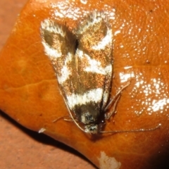 Isomoralla eriscota (A concealer moth) at Flynn, ACT - 4 Feb 2021 by Christine