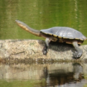 Chelodina longicollis at Paddys River, ACT - 3 Feb 2021