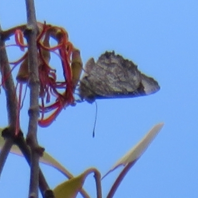 Ogyris olane (Broad-margined Azure) at Tennent, ACT - 3 Feb 2021 by Christine