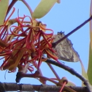 Ogyris olane at Tennent, ACT - 3 Feb 2021 04:09 PM