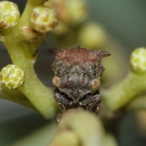 Pogonella minutus at Watson, ACT - 5 Feb 2021