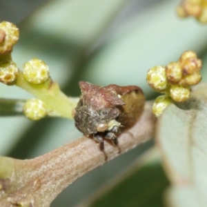 Pogonella minutus at Watson, ACT - 5 Feb 2021