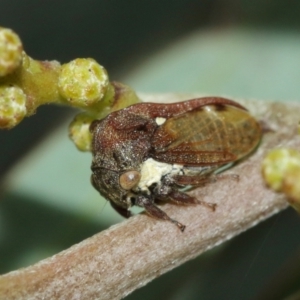 Pogonella minutus at Watson, ACT - 5 Feb 2021