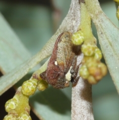 Pogonella minutus at Watson, ACT - 5 Feb 2021