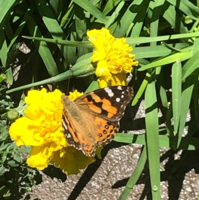 Vanessa kershawi (Australian Painted Lady) at Gungahlin, ACT - 6 Feb 2021 by Petal