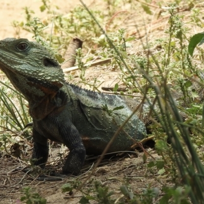 Intellagama lesueurii howittii (Gippsland Water Dragon) at Goodmans Ford, NSW - 19 Jan 2021 by GlossyGal