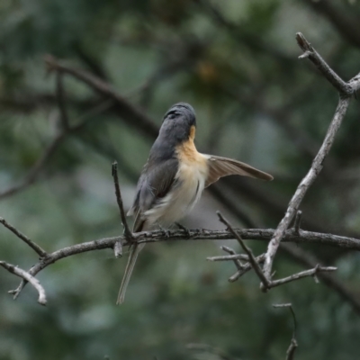 Myiagra rubecula (Leaden Flycatcher) at Majura, ACT - 4 Feb 2021 by jbromilow50