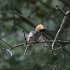 Myiagra rubecula at Majura, ACT - suppressed