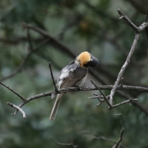 Myiagra rubecula at Majura, ACT - 4 Feb 2021